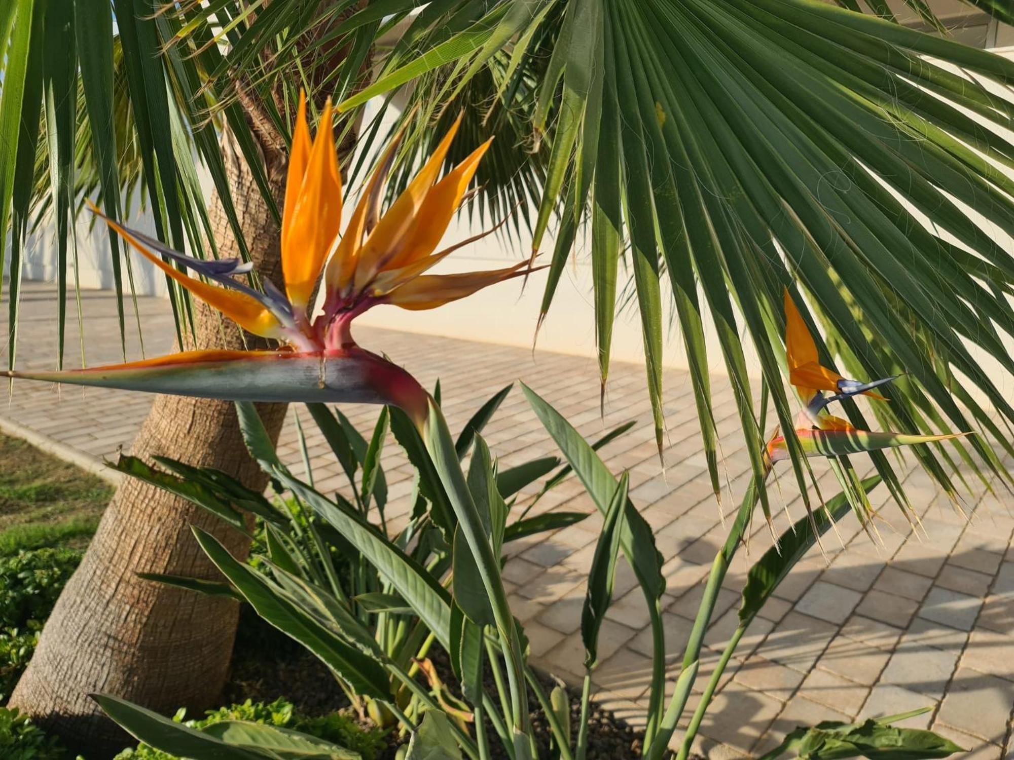 Penthouse Casa Sara, Greenhills, La Zenia, Costa